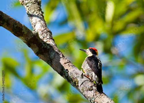 Prachtspecht, Beautiful Woodpecker, Melanerpes pulcher