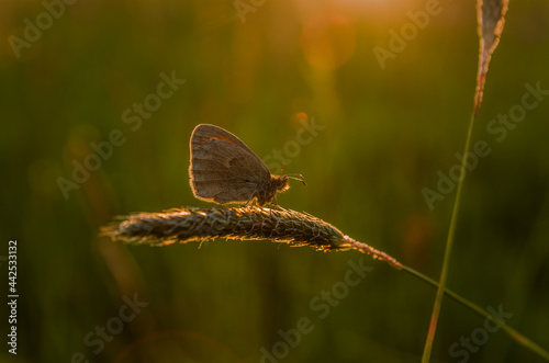 Butterfly on the grass during sunset