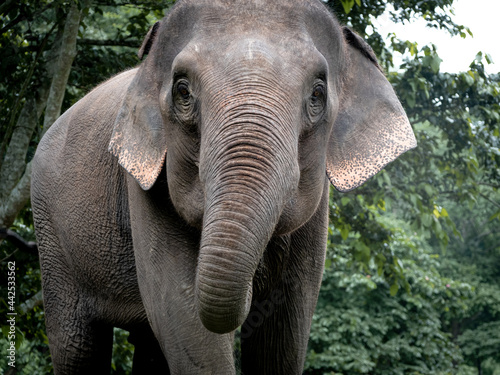 Elephant in nature park. wildlife