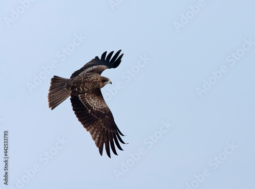 Zwartoorwouw, Black-eared Kite, Milvus lineatus