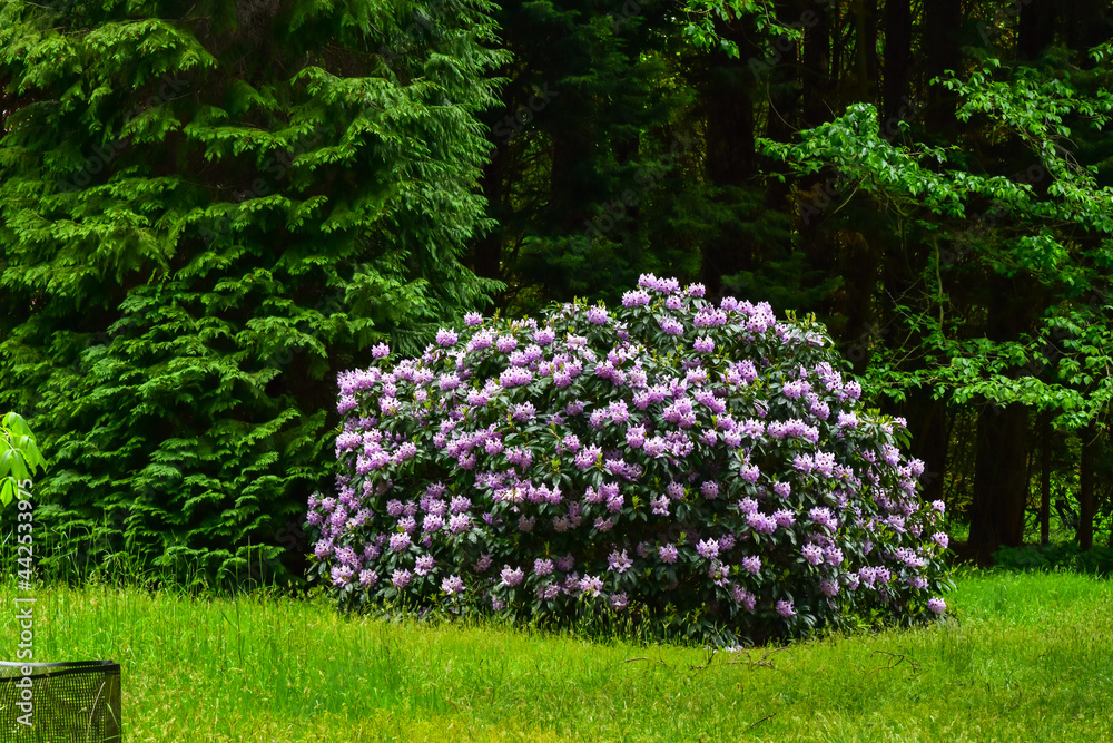 Obraz premium Azalea, rhododendron. Various colorus of blooming flowers attract insects