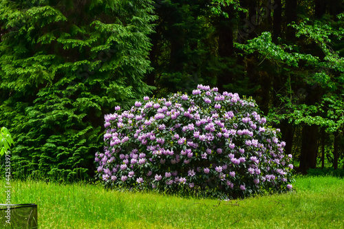 Azalea, rhododendron. Various colorus of blooming flowers attract insects photo