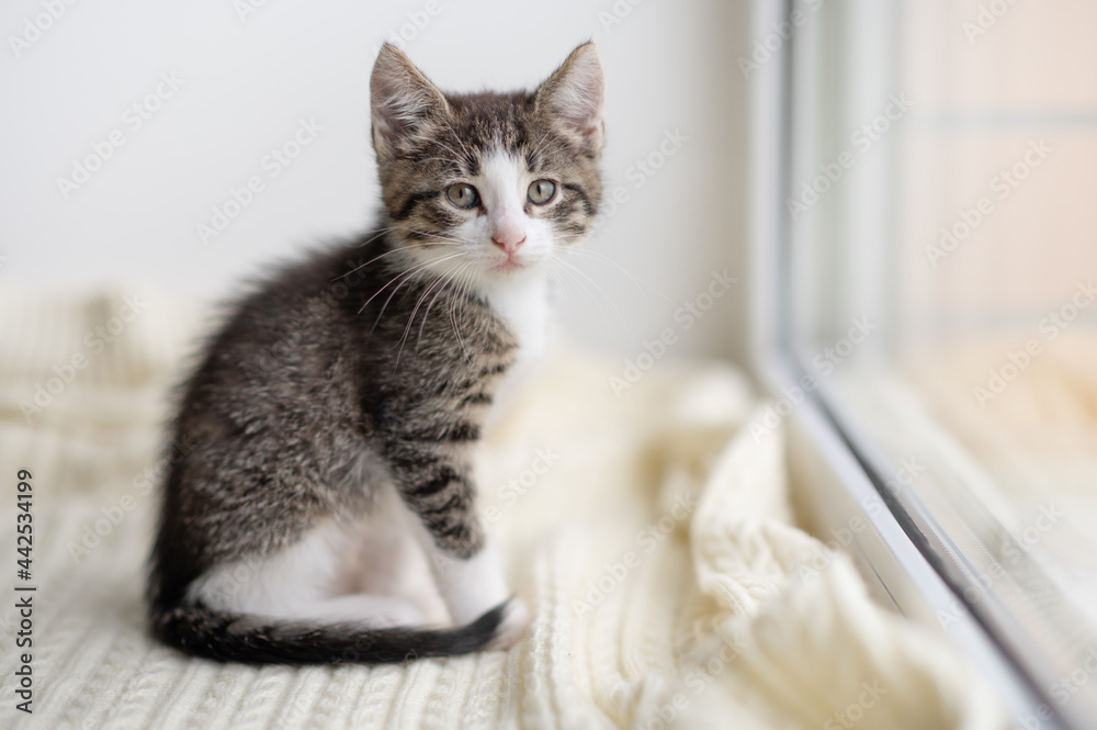 cute brown kitten cat sitting on the window at home looking at the camera close-up. High quality photo cute brown kitten cat sitting on the window at home looking at the camera close-up. High quality photo