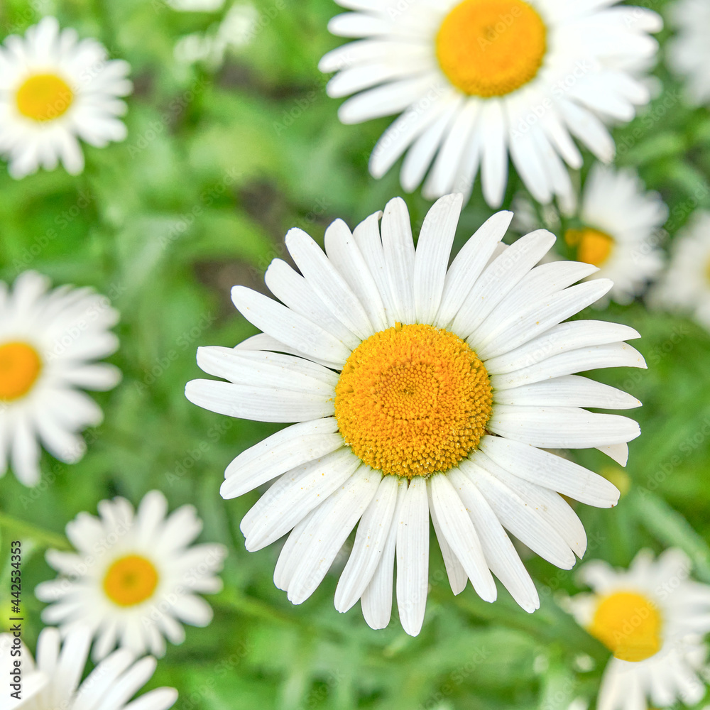 Fototapeta premium Chamomile flowers as summer background.