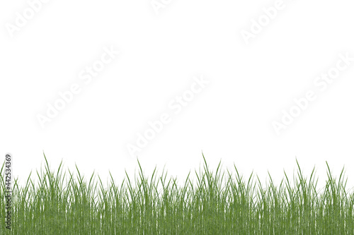 Green fresh grass isolated on white background