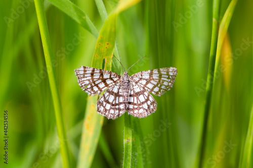 The latticed heath (Chiasmia clathrata) is a moth of the family Geometridae. Close up on the beautiful checkered colors of Latticed Heath, Chiasmia clathrata on a green background photo