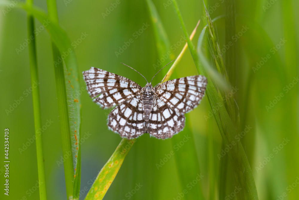 The latticed heath (Chiasmia clathrata) is a moth of the family Geometridae. Close up on the beautiful checkered colors of Latticed Heath, Chiasmia clathrata on a green background The latticed heath (Chiasmia clathrata) is a moth of the family Geometridae. Close up on the beautiful checkered colors of Latticed Heath, Chiasmia clathrata on a green background