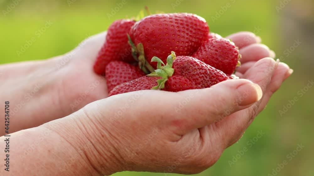 Close up of female hands hold and pick many fresh strawberries. Woman hands holding ripe juicy strawberries. Healthy rural organic harvest in the garden. Close up of female hands hold and pick many fresh strawberries. Woman hands holding ripe juicy strawberries. Healthy rural organic harvest in the garden.