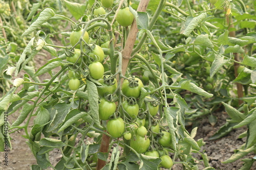  Blurred Unripe green tomatoes growing on the garden bed.J