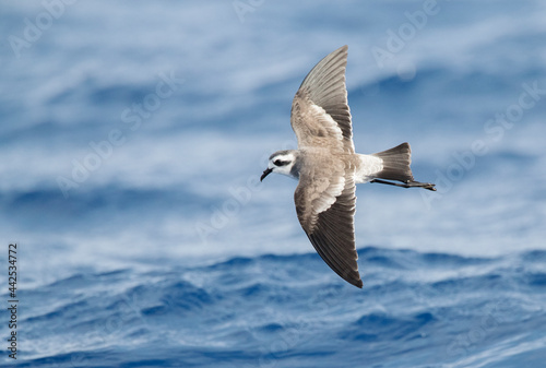 Bont Stormvogeltje, White-faced Storm-Petrel, Pelagodroma marina photo
