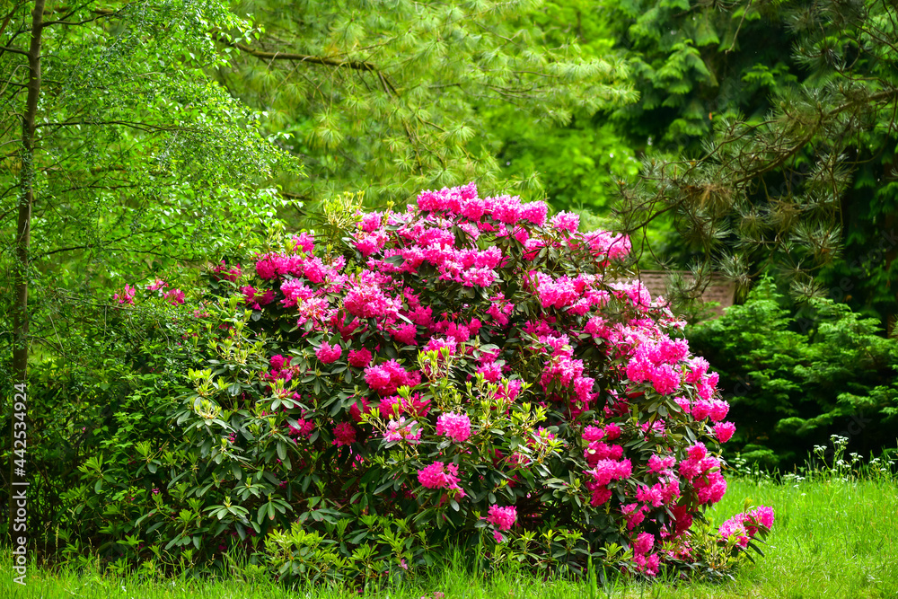 Azalea, rhododendron. Various colorus of blooming flowers attract insects Azalea, rhododendron. Various colorus of blooming flowers attract insects