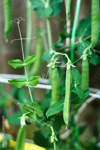Pods of runner beans growing in garden, summer vegetable harvest
