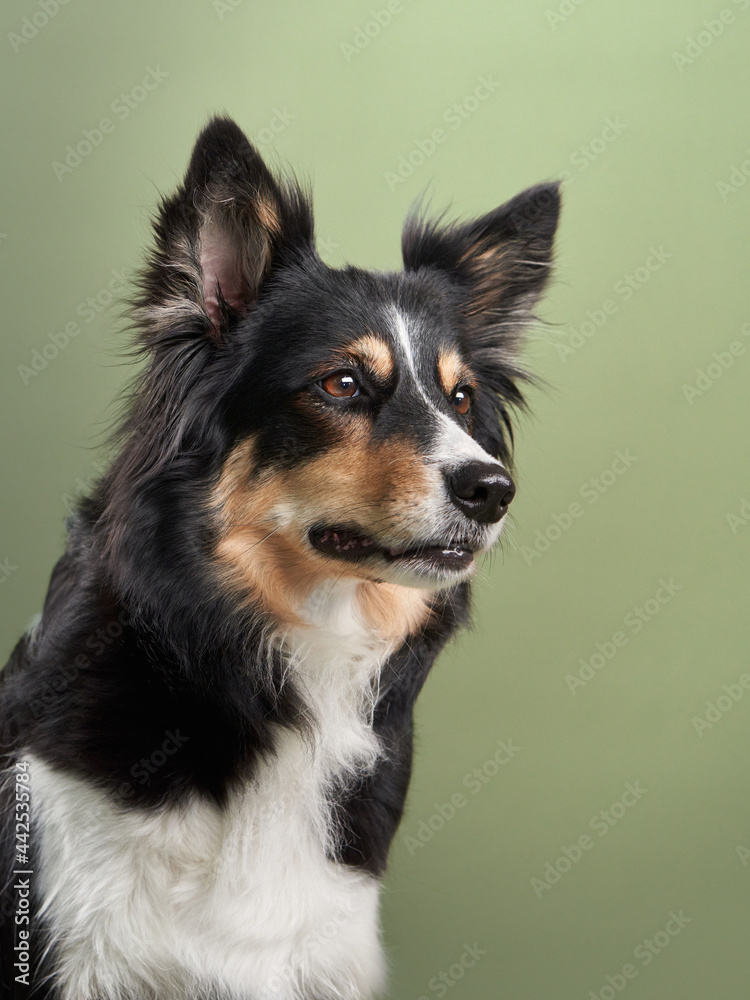 portrait of a dog on a green background. marble border collie in studio