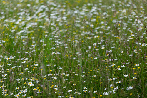 Carpet of ox-eye daisy (Leucanthemum vulgare) flowers on a summer glade. Carpet of summer flowers in the meadow. Mass flowering of Leucanthemum vulgare.
