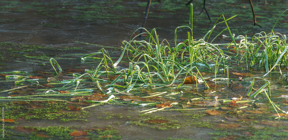 Naklejka premium reeds on frozen ice water in winter forest