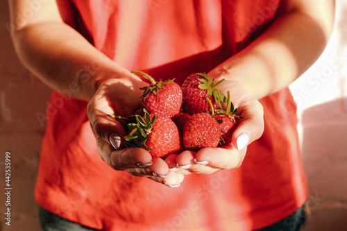 Summer concept. A girl in a red T-shirt holds ripe red strawberries in her palms. Photo with shadows in the rays of the sunset. Focus on fresh berries.