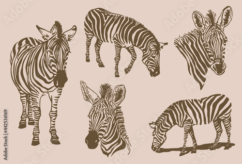 Sepia illustration graphical vintage collection of zebras
