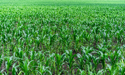Endless field of growing corn