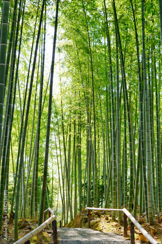京都　高台寺の日本的な美しい竹林（京都市京都府）Beautiful Japanese bamboo forest at Kodaiji Temple, Kyoto (Kyoto City, Japan)