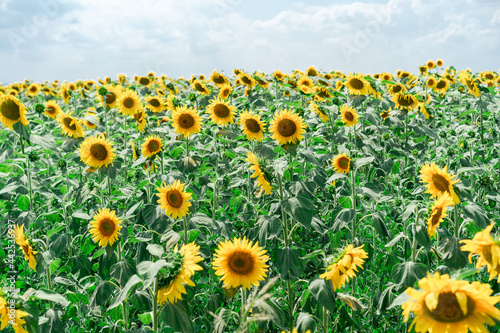 Blooming sunflowers on the field