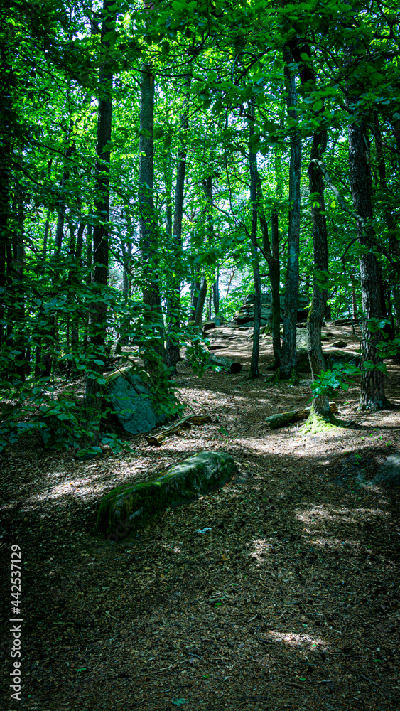 Wald 7 Wald 7