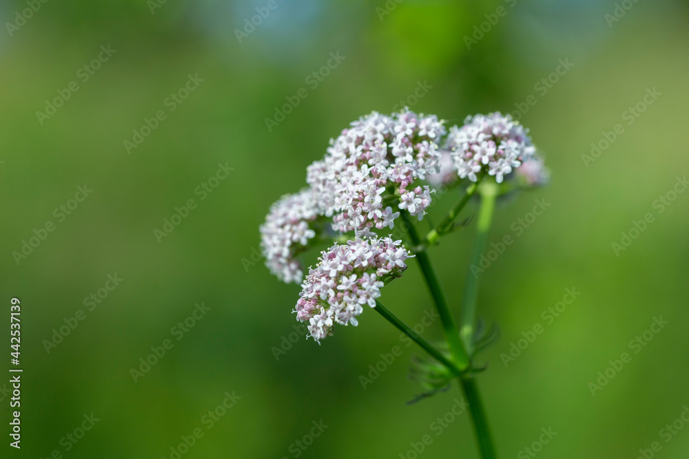 Medicinal wild plant Valeriana officinalis at the time of flowering, close up. Medicinal plants - Budding pink flowering common Valerian (Valeriana officinalis) in the summer season. Medicinal wild plant Valeriana officinalis at the time of flowering, close up. Medicinal plants - Budding pink flowering common Valerian (Valeriana officinalis) in the summer season.