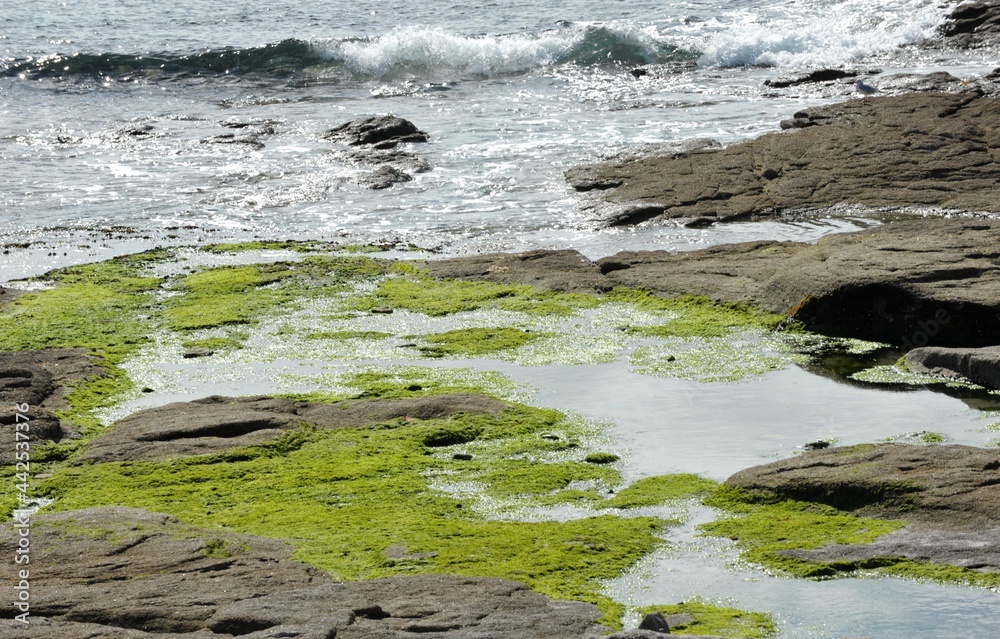 les algues vertes sur les côtes Bretonnes en Finistère Cornouaille France	