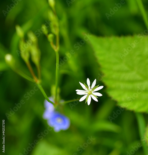 stellaria graminea, white flower