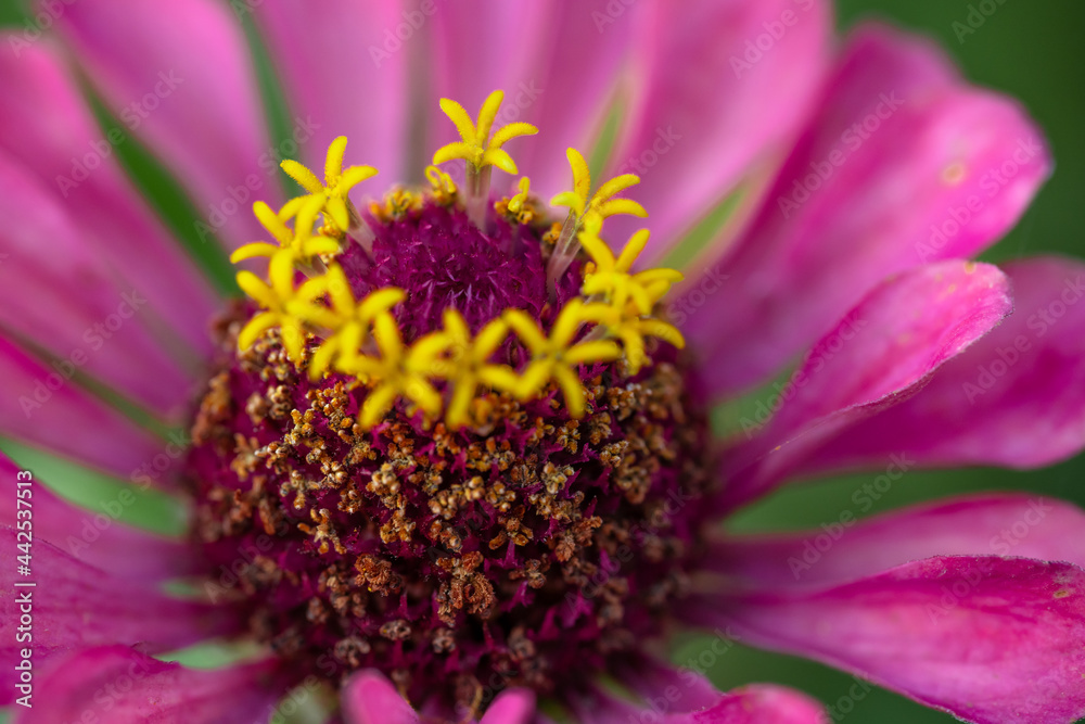 Flowers blooming in the garden macro photography Flowers blooming in the garden macro photography