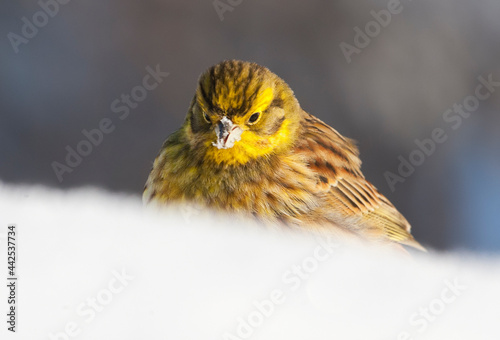 Geelgors, Yellowhammer, Emberiza citrinella photo