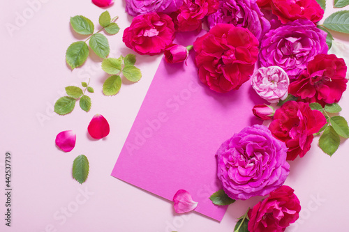 beautiful roses on pink paper background