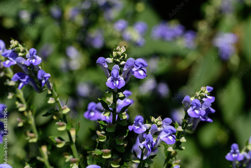 Hoary skullcap or downy skullcap flowering, a plant in the family Lamiaceae it is native to North America. It is a perennial and is primarily found in the eastern USA and some parts of the Midwest. Hoary skullcap or downy skullcap flowering, a plant in the family Lamiaceae it is native to North America. It is a perennial and is primarily found in the eastern USA and some parts of the Midwest.