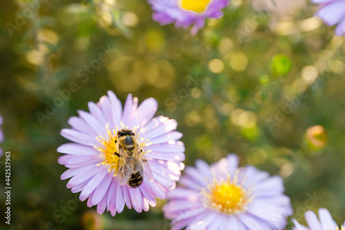Big bee sitting on a flower