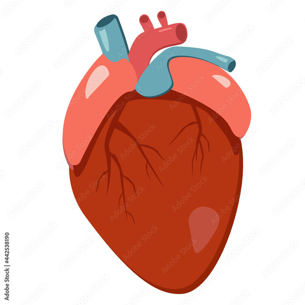 Obraz premium Healthy human heart. Internal organs. 3d icon. Creative medicine concept. Anatomical human heart cartoon design icon in flat style isolated illustration with shadows on white background.