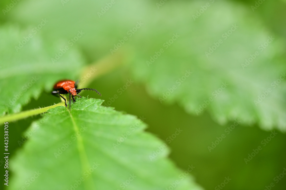 Lilioceris lilii the most common pest on lilies. a species of beetle of the leaf beetle family. Lilioceris lilii the most common pest on lilies. a species of beetle of the leaf beetle family.