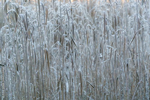 winter scenery by lake of frosted reeds