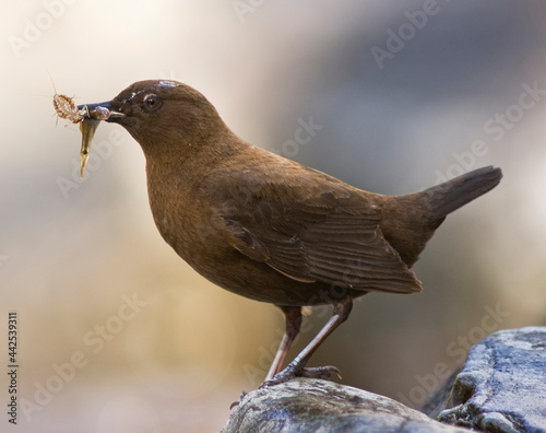 Brown Dipper, Cinclus pallasii photo