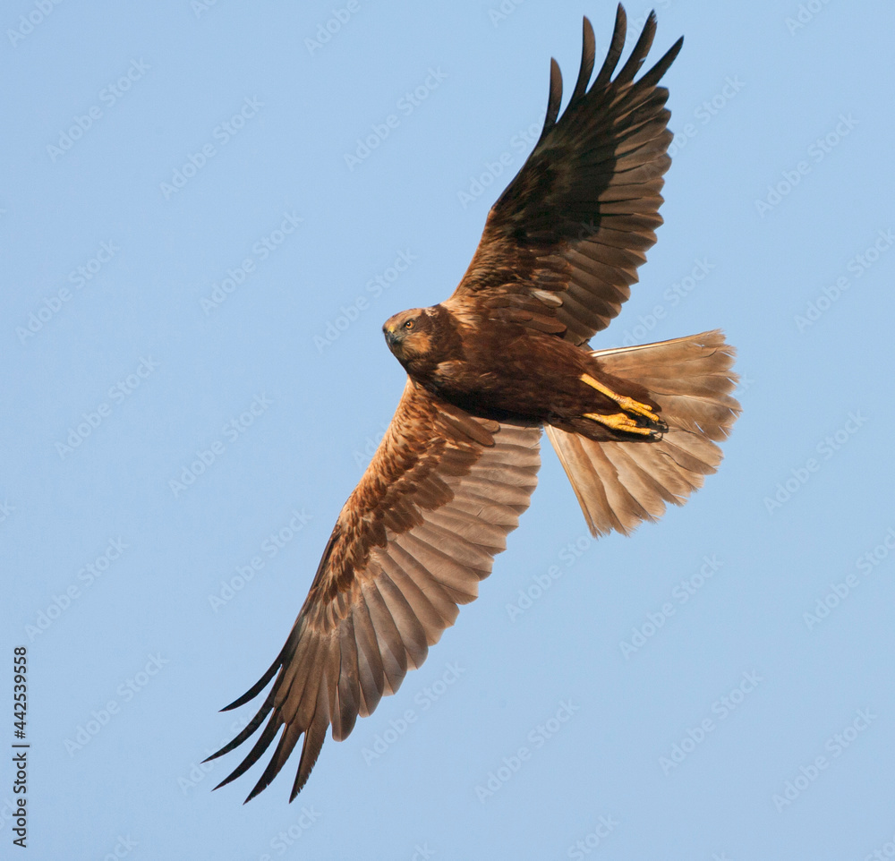 Obraz premium Bruine Kiekendief, Marsh Harrier, Circus aeruginosus, Circus aeruginosus