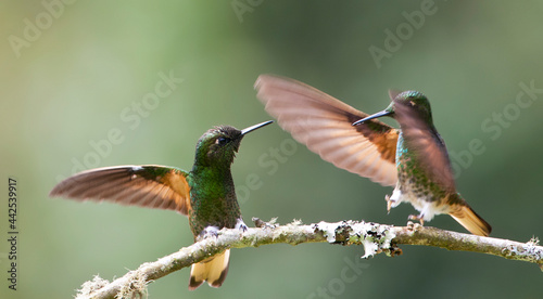 Bruinstaart-hoornkolibrie, Buff-tailed Coronet, Boissonneaua flavescensa photo