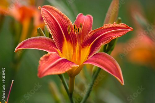 orange lily flower on a summer morning