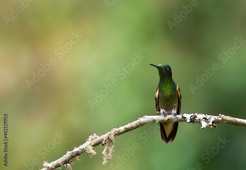 Bruinstaart-hoornkolibrie, Buff-tailed Coronet, Boissonneaua flavescensa