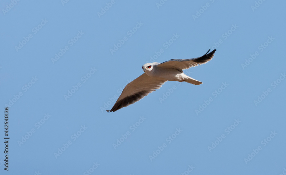 Obraz premium Grijze Wouw, Black-winged Kite, Elanus caeruleus