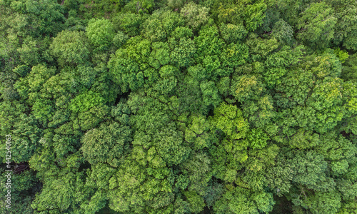 aerial view of lush green forest foliage