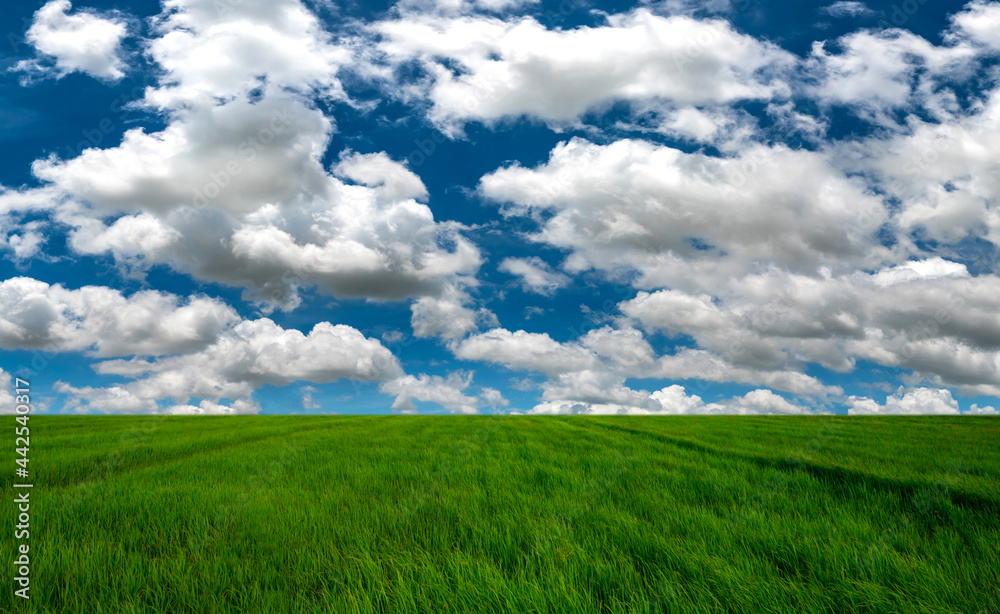 Panorama Landscape Of rice fields And blue Sky clouds Background.Rice plantation fields landscapes on a bright sunny day with patterns formed in natural background.