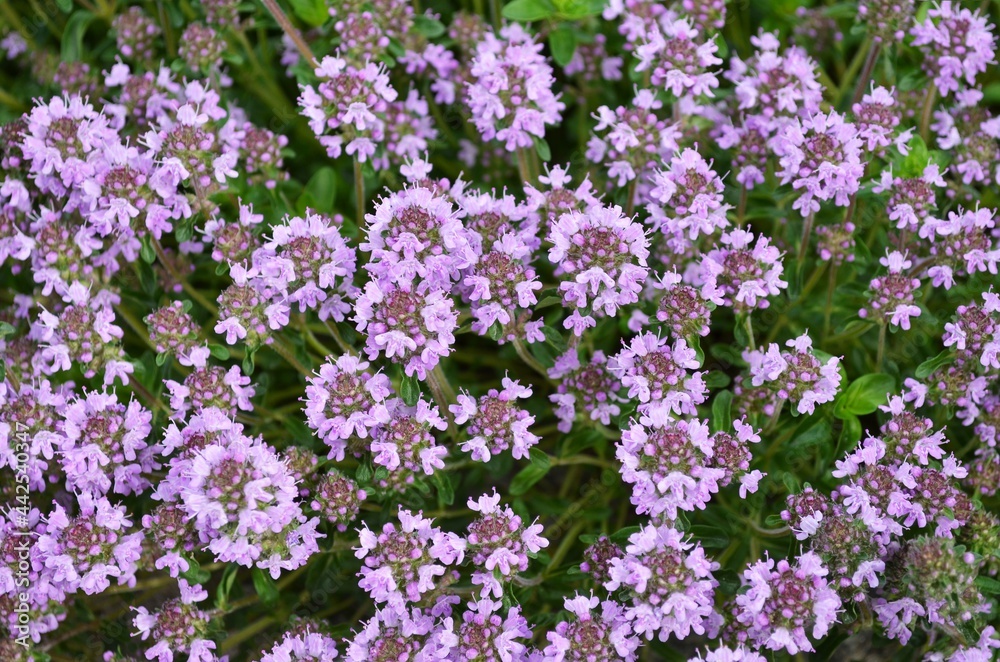 Thymus serpyllum or creeping thyme as a floral background. Aromatic and honey plant. Thymus serpyllum or creeping thyme as a floral background. Aromatic and honey plant.