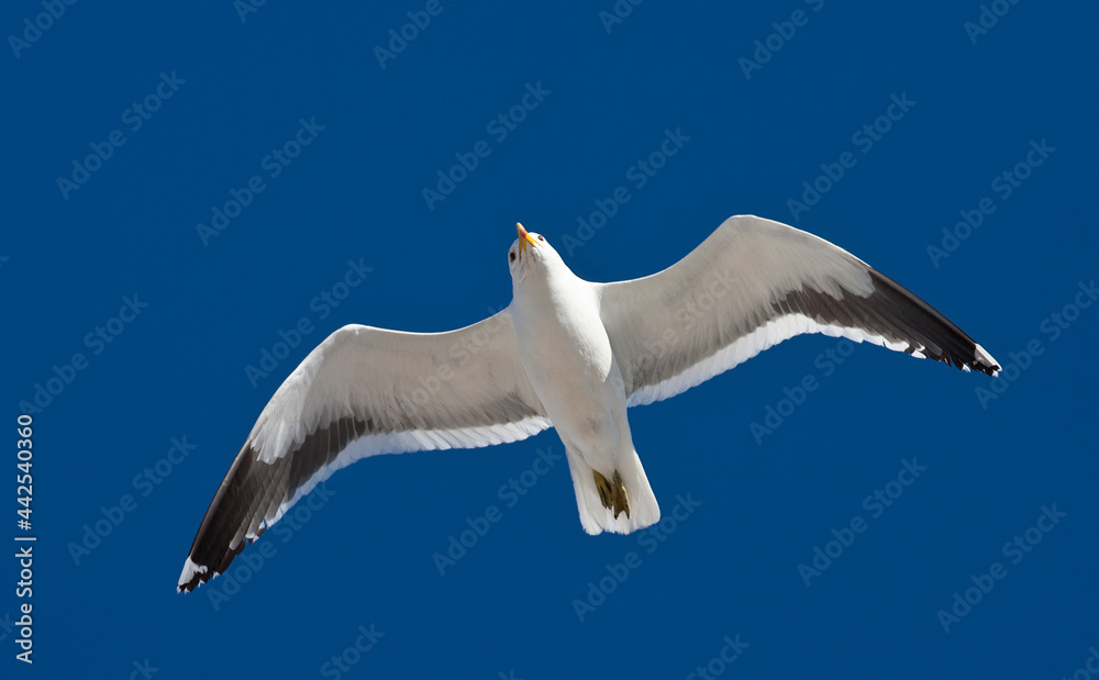 Kelpmeeuw, Cape Gull, Larus dominicanus vetula Kelpmeeuw, Cape Gull, Larus dominicanus vetula