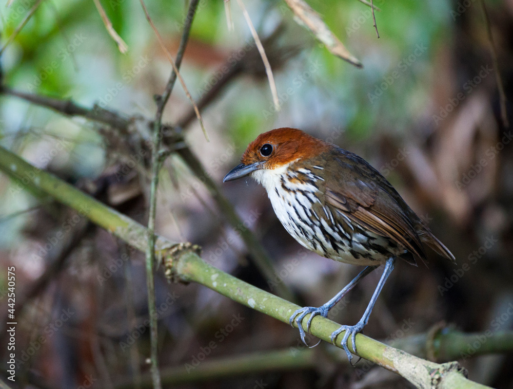 Naklejka premium Roestkapmierpitta, Chestnut-crowned Antpitta, Grallaria ruficapilla