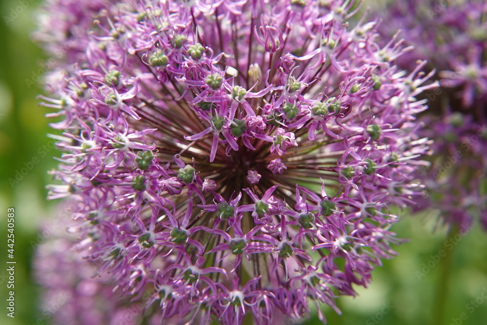 Lauch in der Blüte / Leeks in bloom