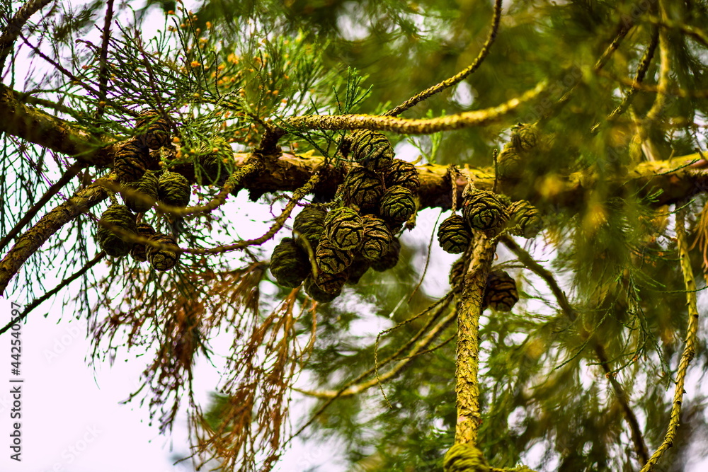 Fototapeta premium tree in the forest