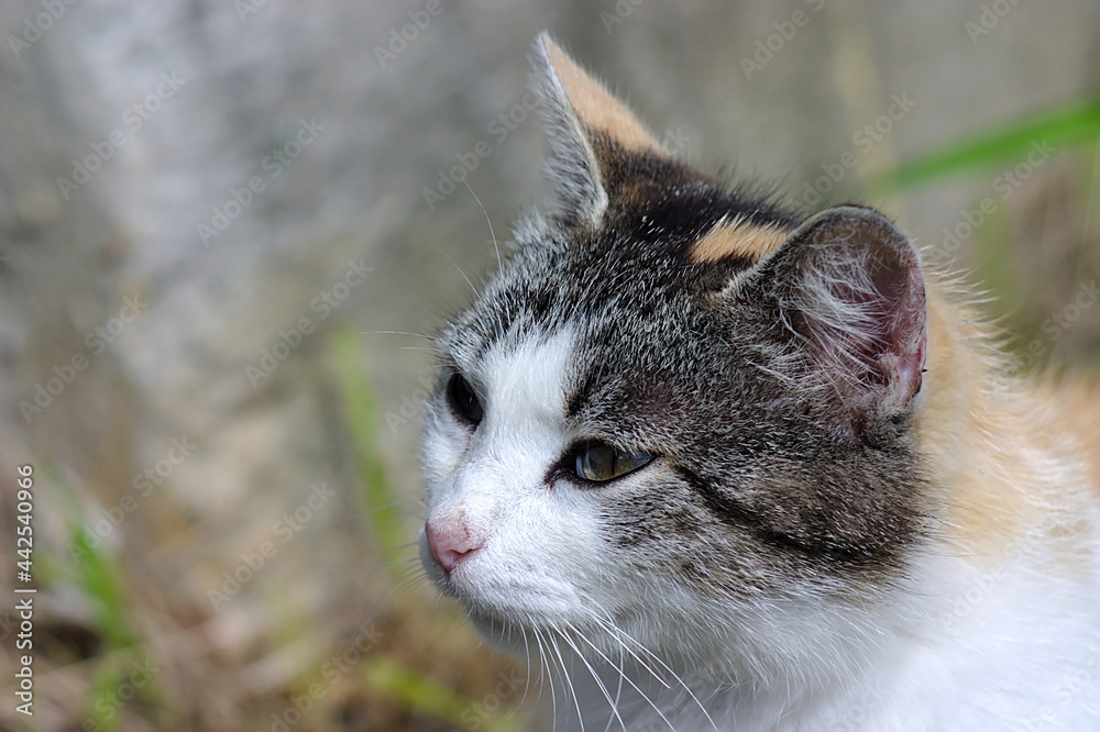 Fototapeta premium A mottled cat poses for a portrait